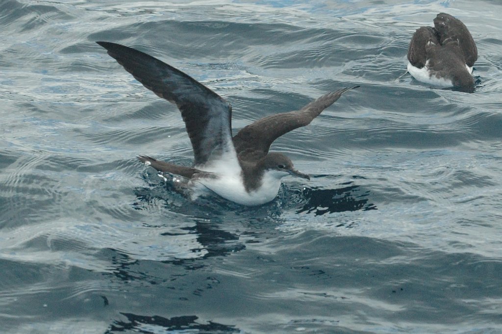 Shearwater, Audobon's, 2004-11014553.JPG - Audobon's Shearwater